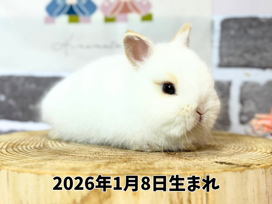 札幌 うさぎ専門店 | モンラパン（mon Lapin）